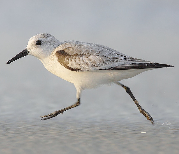 Sanderling