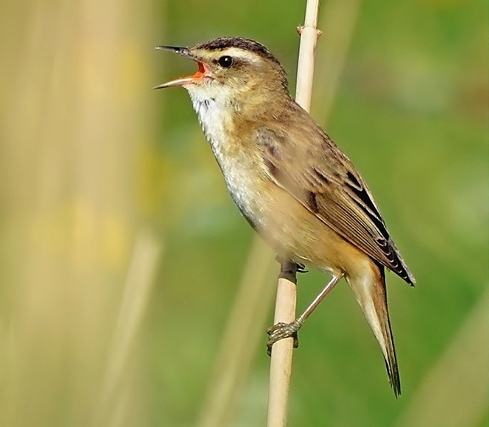 Sedge warbler