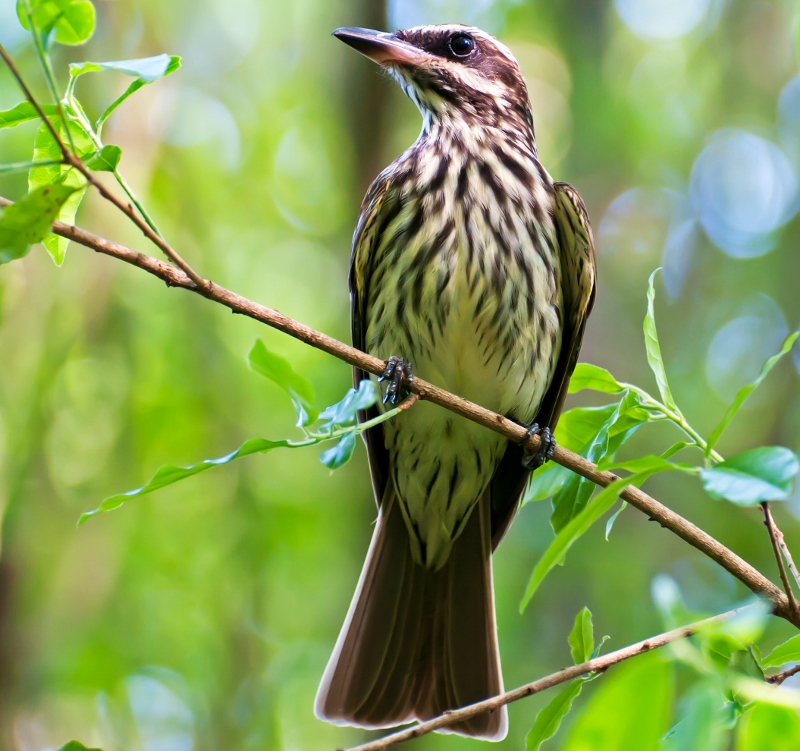 Streaked flycatcher