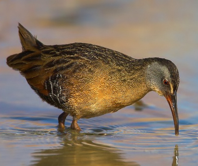 Virginia rail