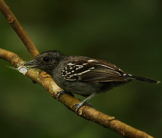 Western slaty-antshrike