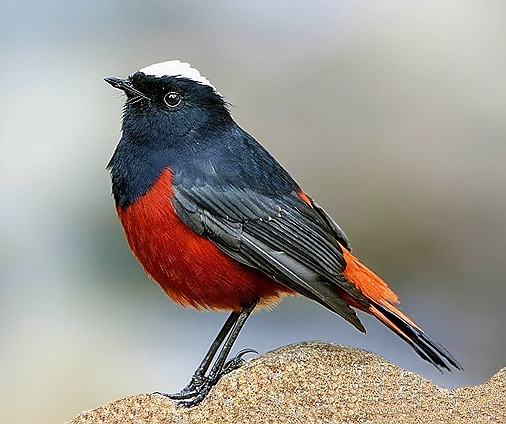 White-capped water-redstart