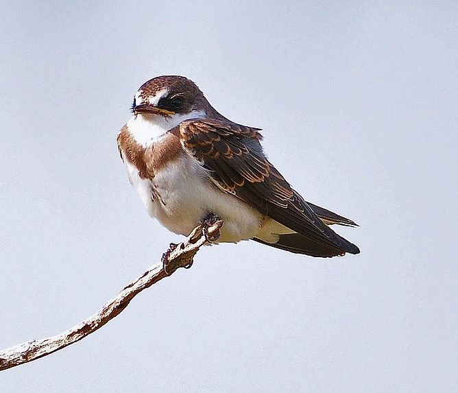 Banded martin