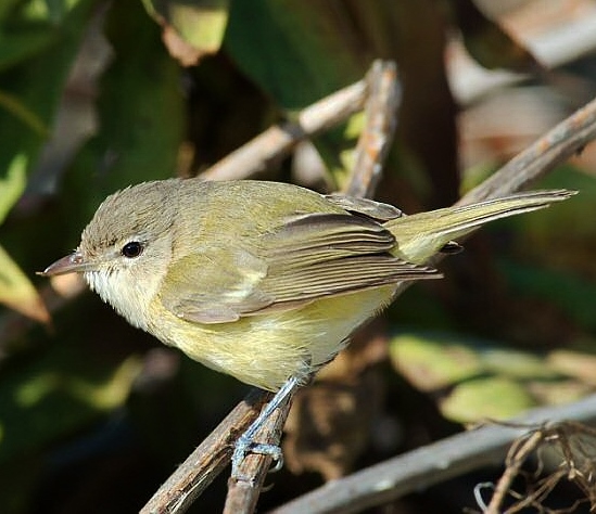 Bell's vireo