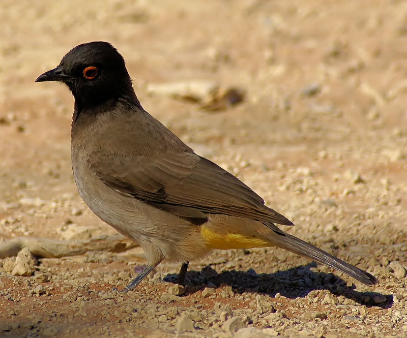 Black-fronted bulbul