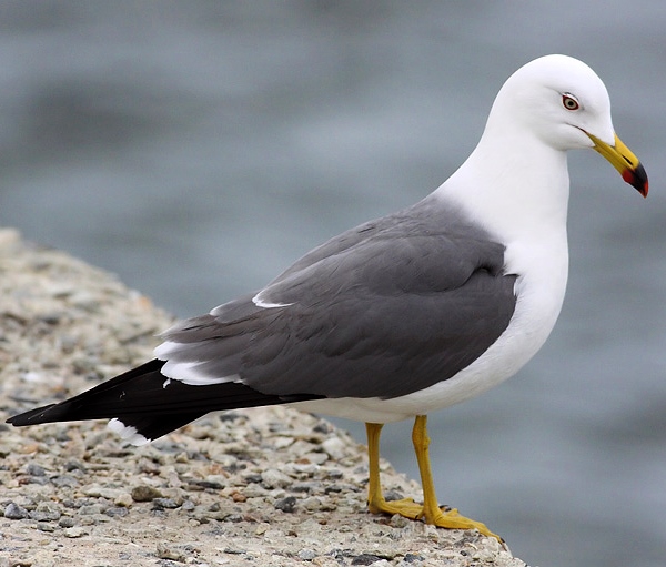 Black-tailed gull