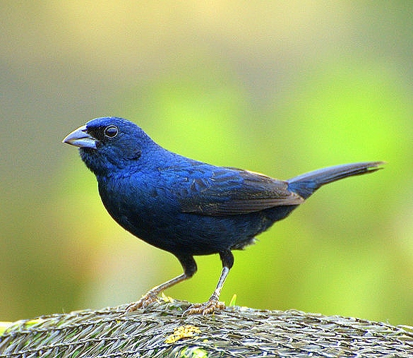Blue-black grassquit