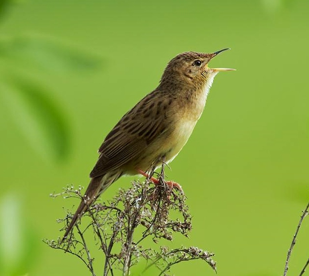 Common grasshopper warbler