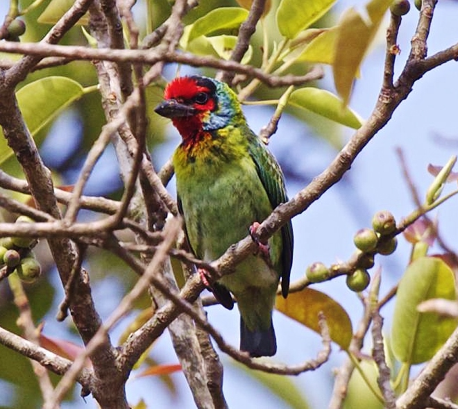 Crimson-fronted barbet