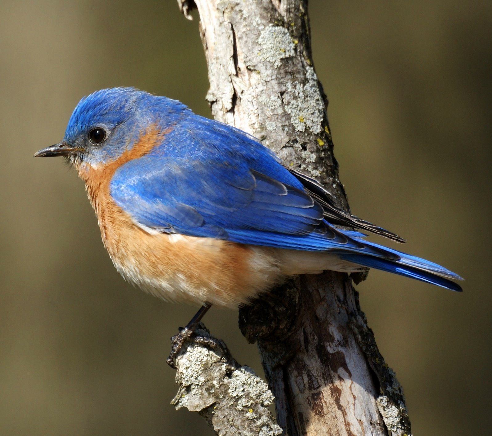 Eastern bluebird