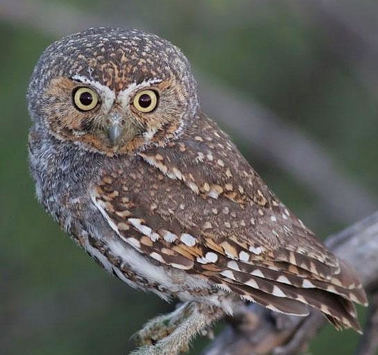 Elf owl