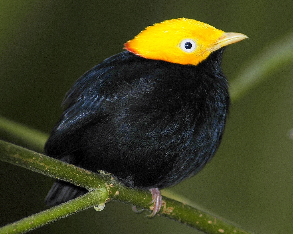 Golden-headed manakin