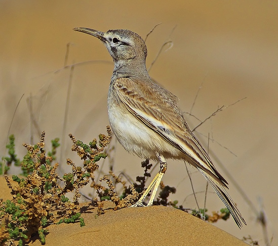 Greater hoopoe-lark