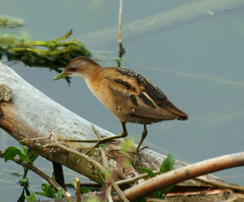 Little crake