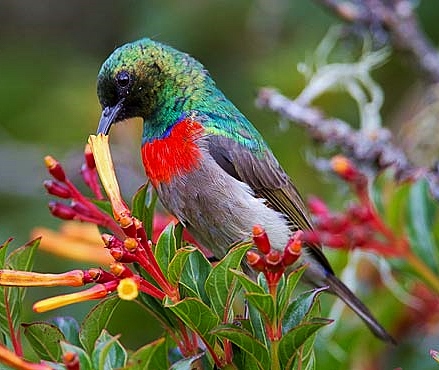 Miombo double-collared sunbird