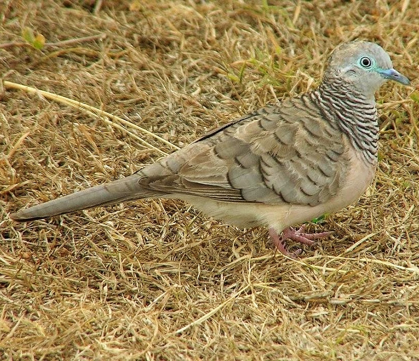 Peaceful dove