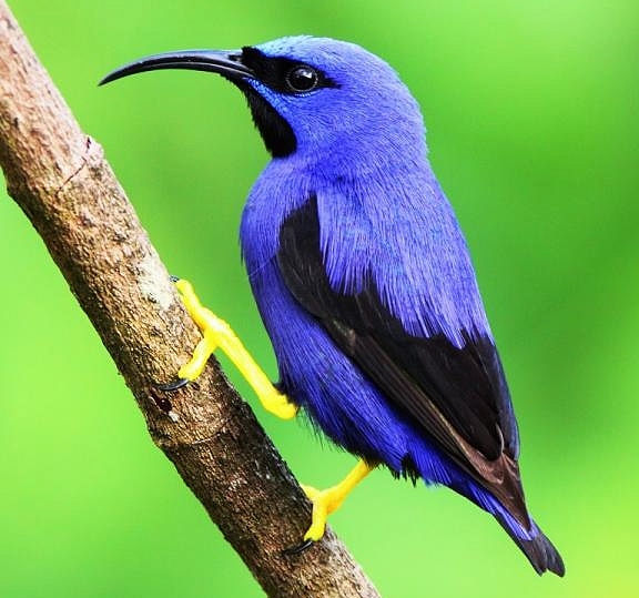 Purple honeycreeper