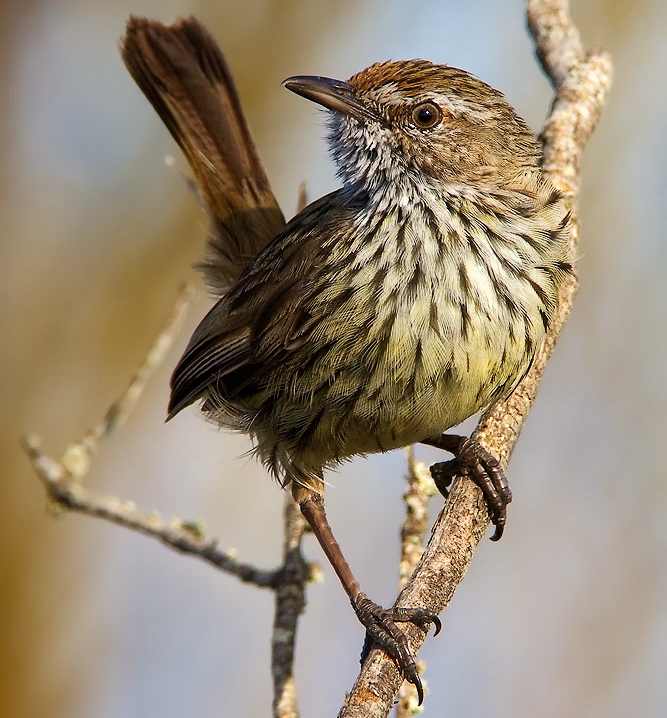 Rufous fieldwren