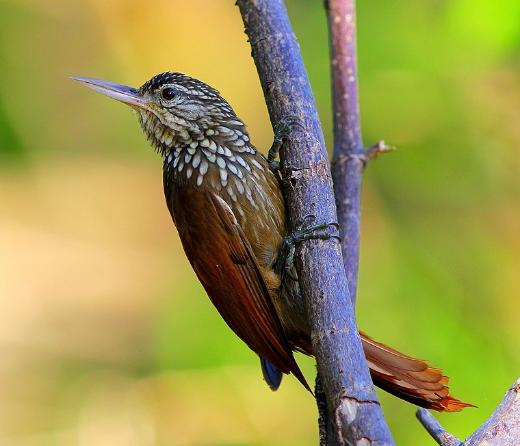 Straight-billed woodcreeper