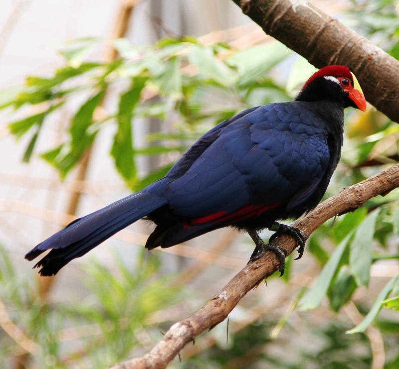 Violet turaco