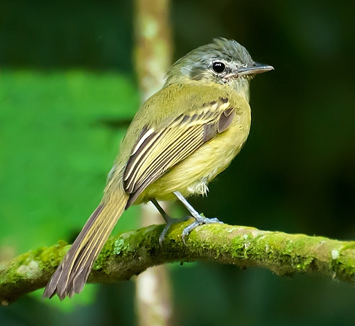 Yellow-olive flatbill