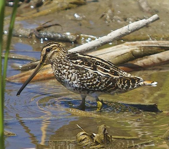 African snipe