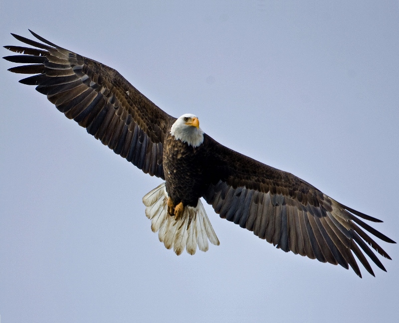 Bald eagle