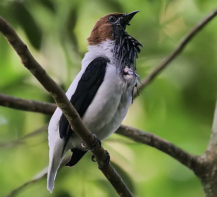 Bearded bellbird