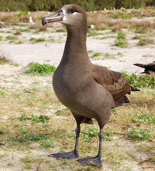 Black-footed albatross