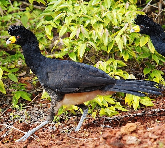 Black curassow