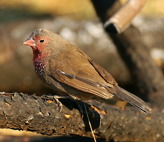 Brown firefinch