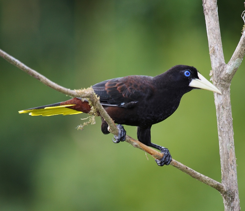 Crested oropendola