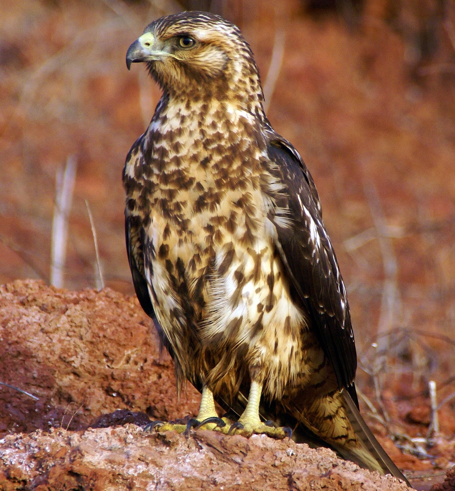 Galapagos hawk