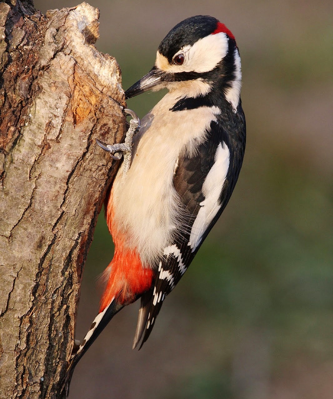 Great spotted woodpecker