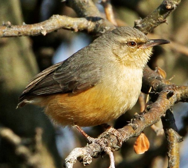 Long-billed crombec