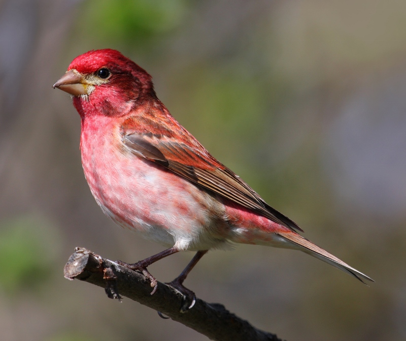 Purple finch