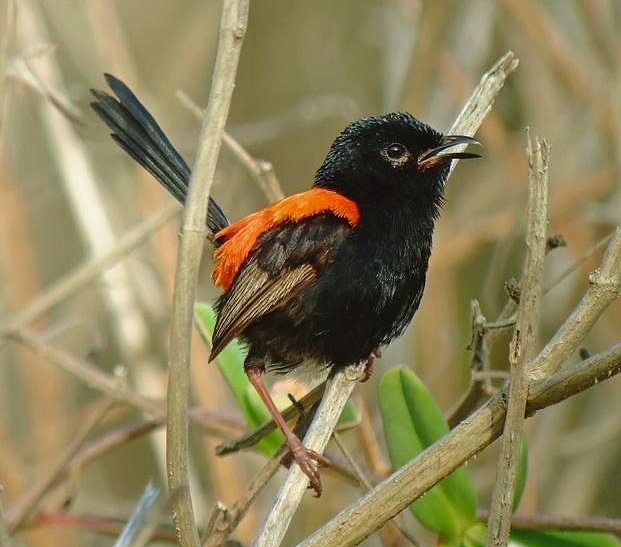 Red-backed fairywren