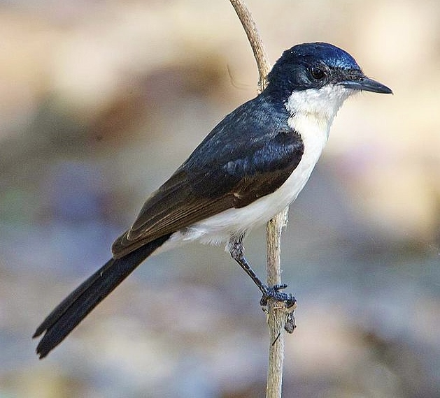 Restless flycatcher