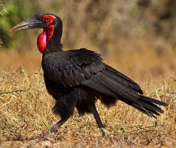 Southern ground-hornbill