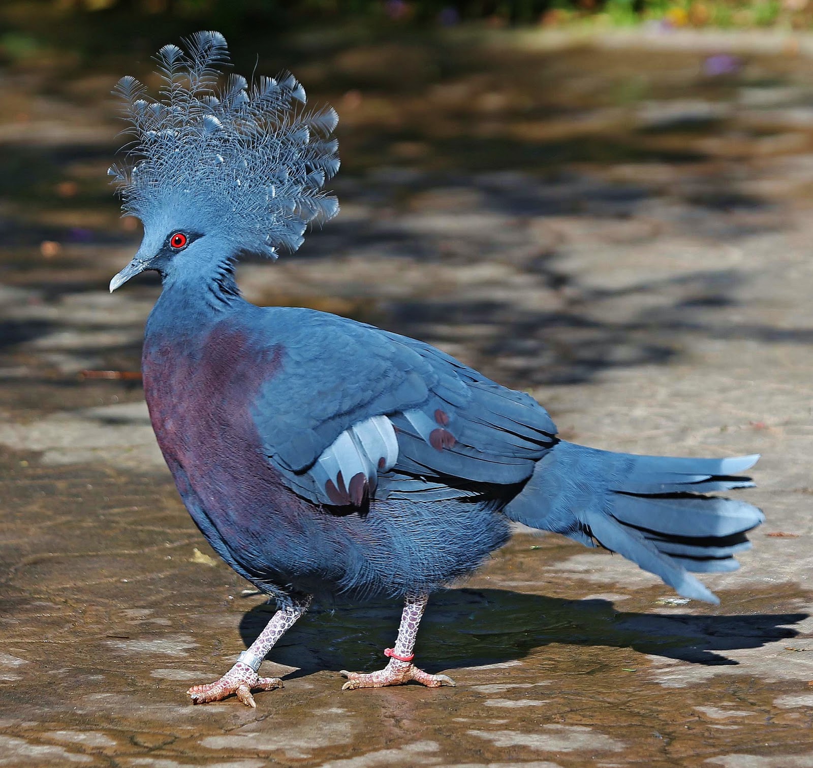 Victoria crowned pigeon