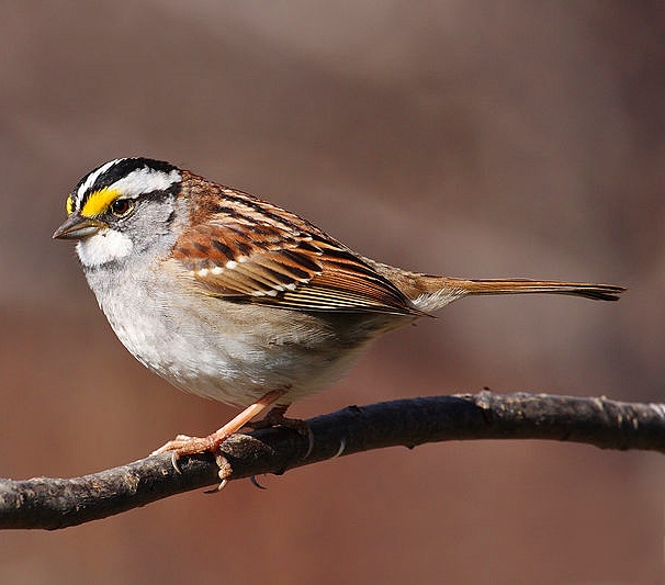 White-throated sparrow