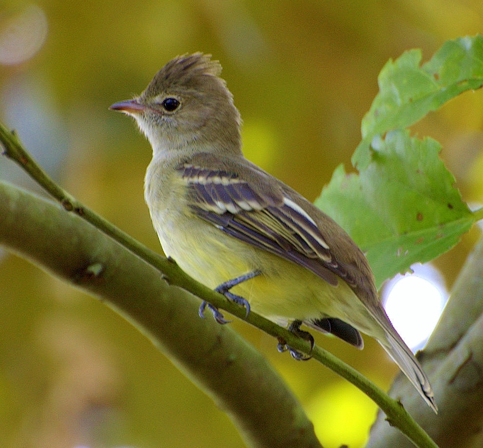 Yellow-bellied elaenia