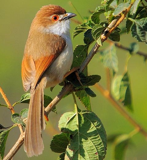 Yellow-eyed babbler