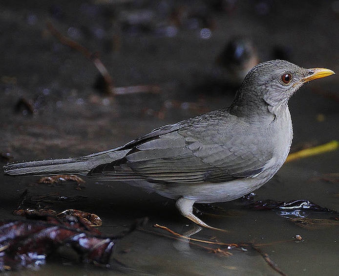 African thrush