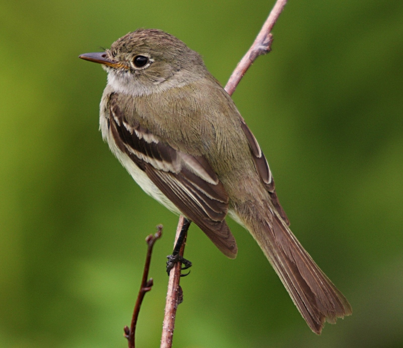 Alder flycatcher