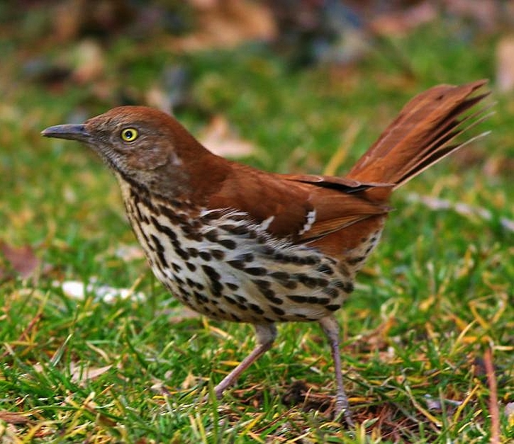 Brown thrasher