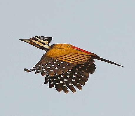 Common flameback