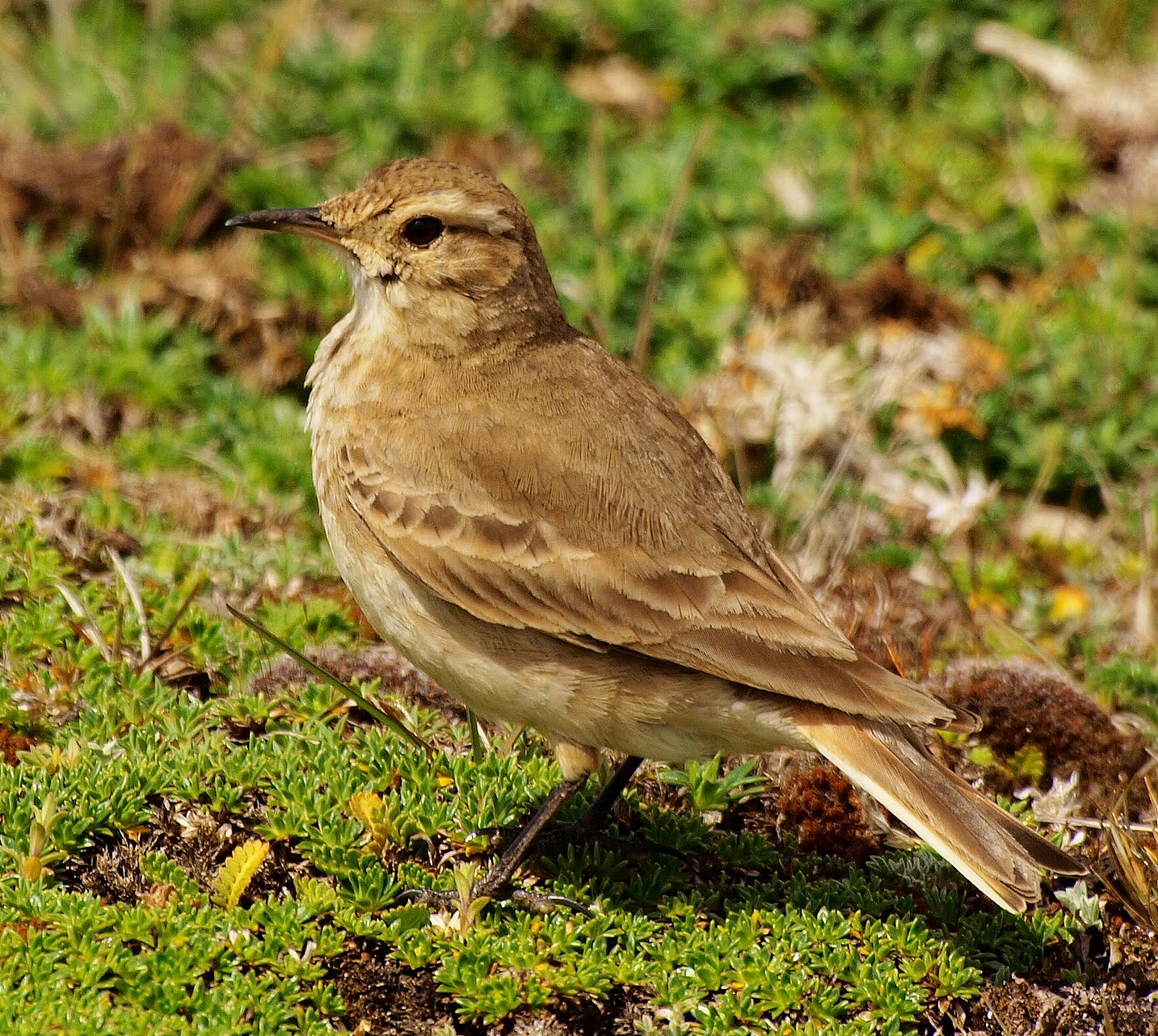 Common miner