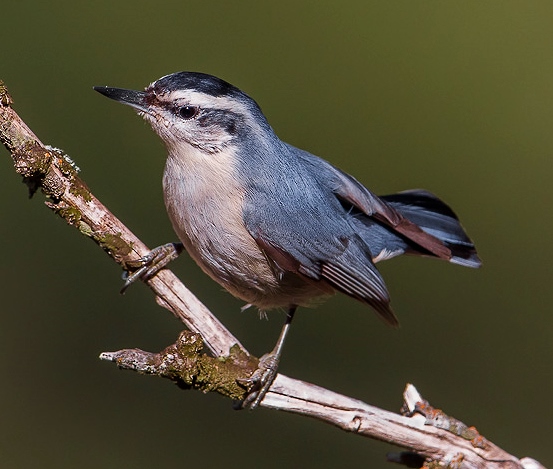 Corsican nuthatch