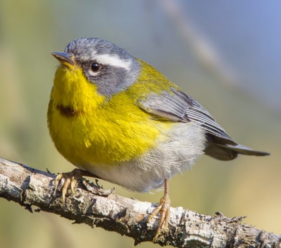 Crescent-chested warbler